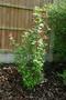 Flowering currant - Brocklebankii