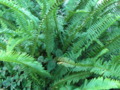 Fishbone Fern