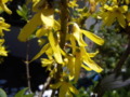 Forsythia