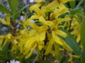 Forsythia