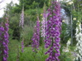 Foxglove