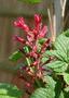 Flowering currant - Brocklebankii