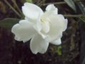 Gardenia