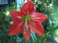 Johnson's Lily