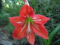 Johnson's Lily