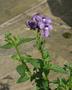 Nemesia - Fleurie Blue