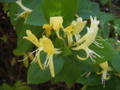 Honeysuckle - periclymenum