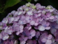 Hydrangea