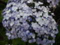 Hydrangea