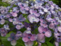 Hydrangea