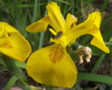 Yellow Iris