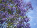 Jacaranda Tree