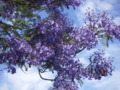 Jacaranda Tree