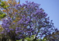 Jacaranda Tree