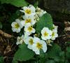 Primula