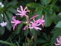 Nerine