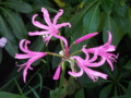 Nerine