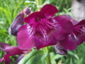 Penstemon