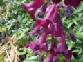 Penstemon