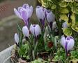 Spring Crocus