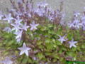 Campanula - Blue Waterfalls