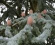 Blue Atlas cedar