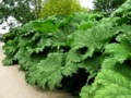 Giant Rhubarb