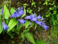 Gentiana