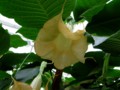 Angels Trumpet - x Candida