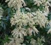 Pieris japonica - Forest Flame