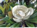 Bull Bay - Magnolia Grandiflora (Flower)