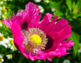 Opium Poppy