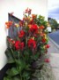 Canna Lily