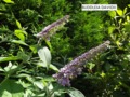 Butterfly Bush