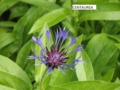 Cornflower