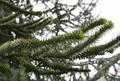 Monkey Puzzle