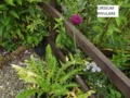 Brook Thistle