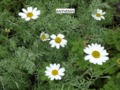 Mayweed