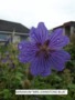 Blue Geranium - Mrs Johnstone Blue