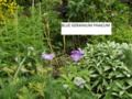 Dusky Cranesbill