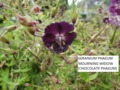 Dusky Cranesbill - Mourning Widow