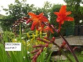 Crocosmia Lucifer