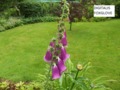 Foxglove