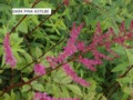 Astilbe