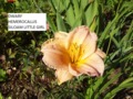 Daylily - Siloam Little Girl