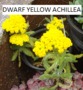 Dwarf Yellow Achillea