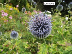 Globe Thistle