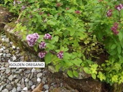 Wild Marjoram