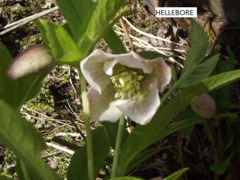 Hellebore