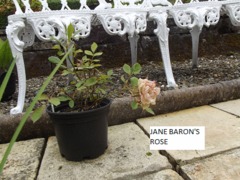 Rose - Jane Baron's